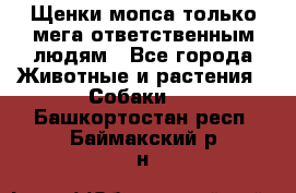 Щенки мопса только мега-ответственным людям - Все города Животные и растения » Собаки   . Башкортостан респ.,Баймакский р-н